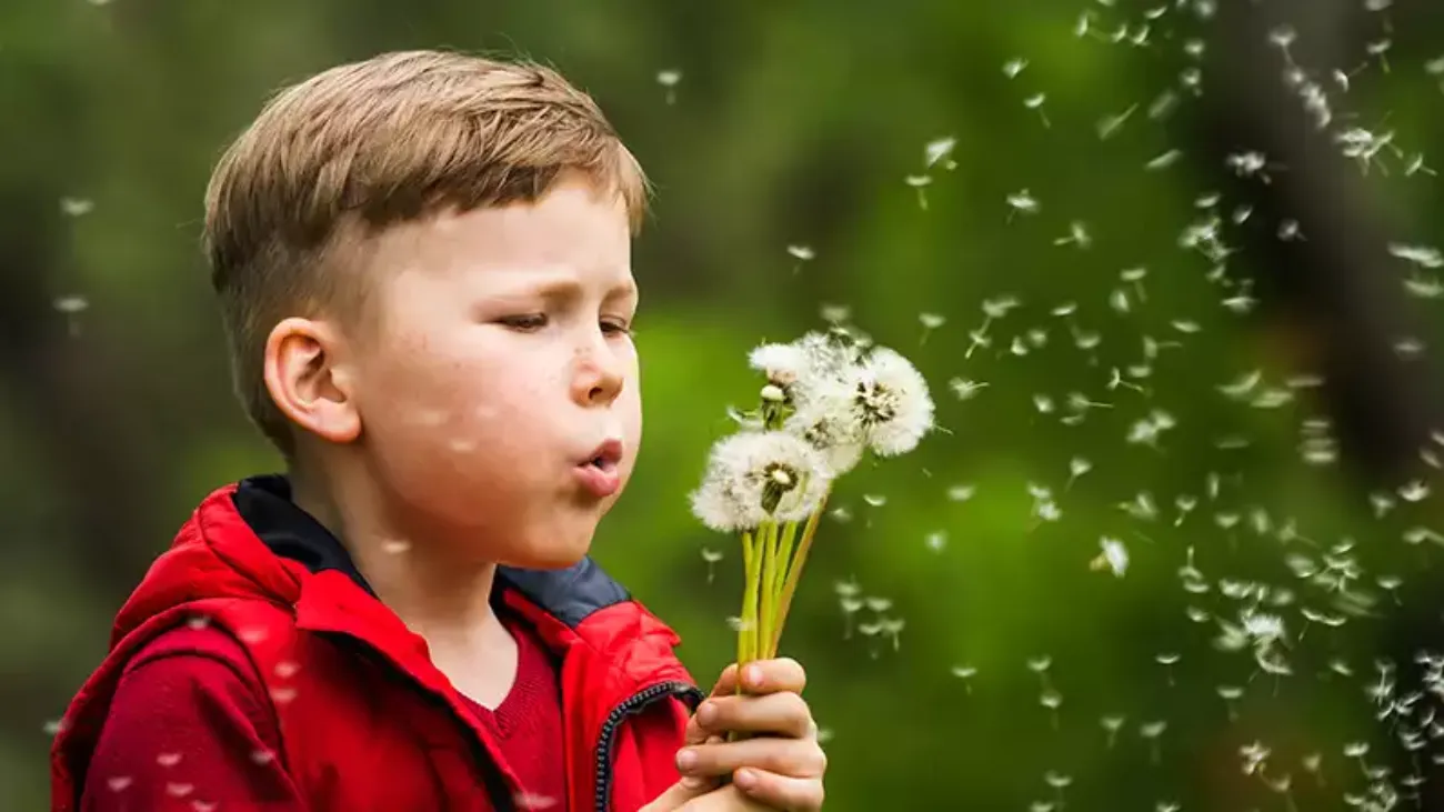 A little boy blowing dandelions outside in the daytime.