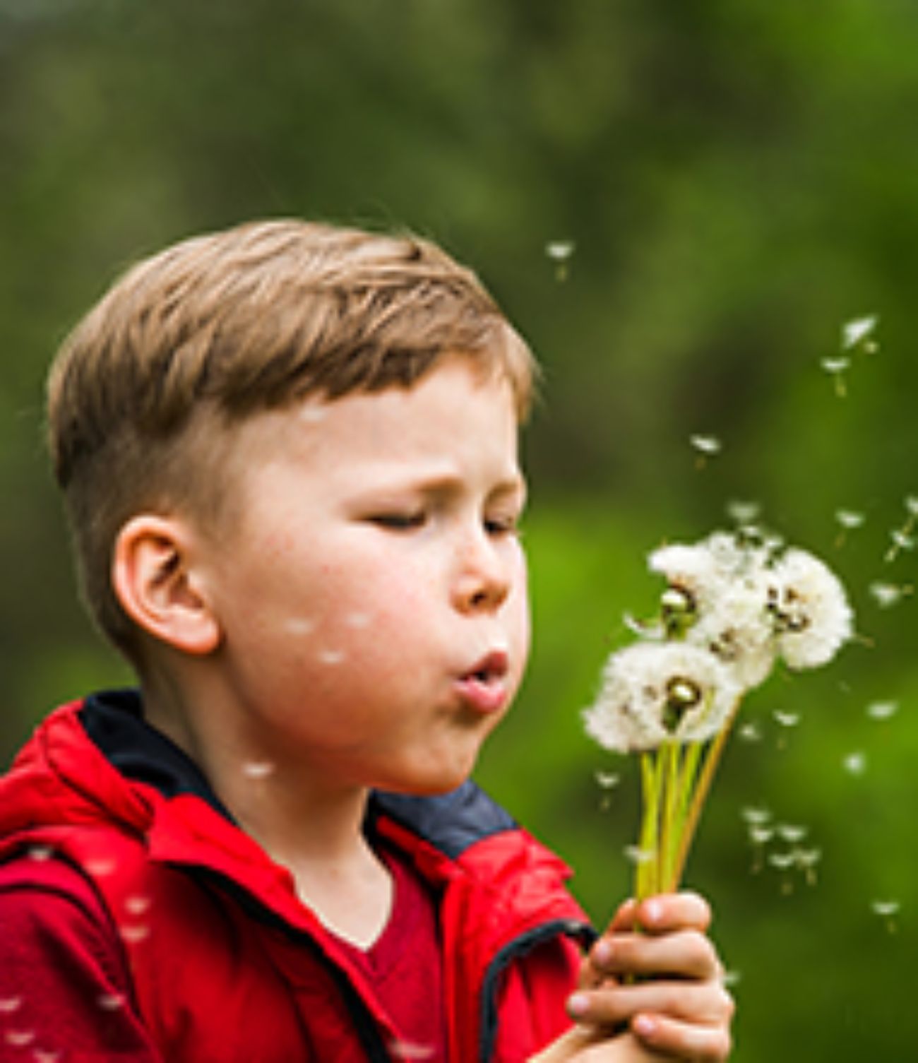 A little boy blowing dandelions outside in the daytime.
