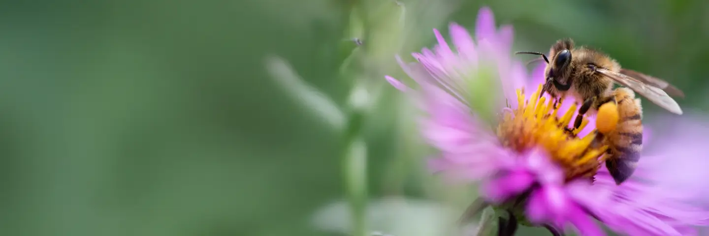 Trotz Allergie Deinen Garten genieen | Allegra