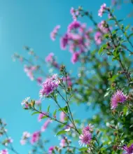 Une femme est allongée dans l'herbe.
